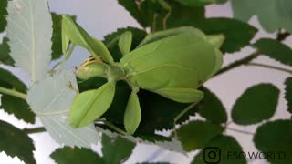 LEAF INSECT EATING LEAVES