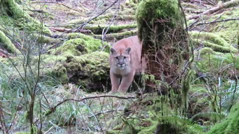 Stalked by a Cougar