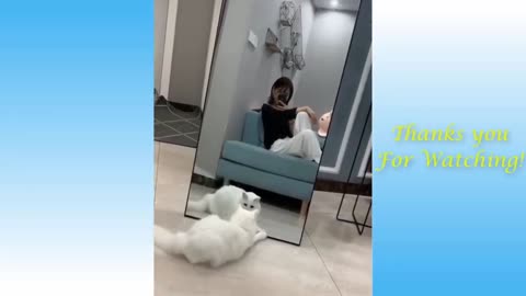 cats and mirror ?????!!!!!!