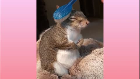 Cute Animals Satisfying Videos Pets Funny Videos 2021