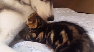 Gatito busca leche entre el pelaje de un husky