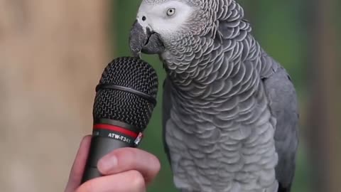 Talking parrot famous