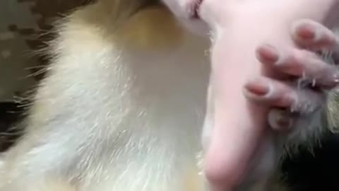 BABY MONKEY SUCKING ITS TOE SLEEPING