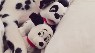 A dalmatian dog is laying in bed asleep with two stuffed toy dogs