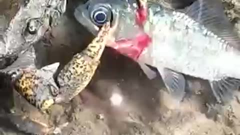 Краб обедает рыбой