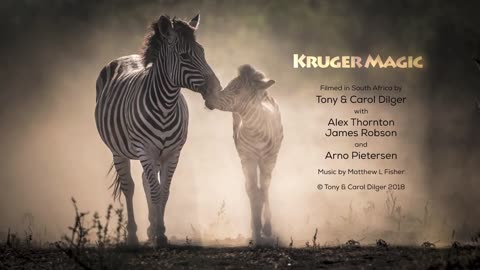 Kruger Magic - A wildlife short film