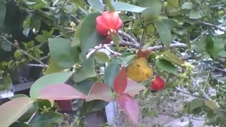 Very tall cherry tree, the fruits are practically ripe [Nature & Animals]