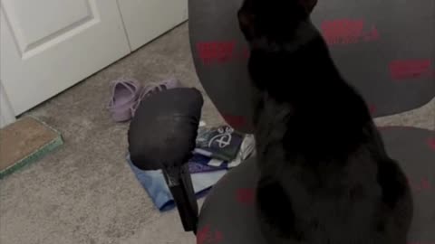 Adopting a Cat from a Shelter Vlog - Cute Precious Piper Shows Another Way to Sit on a Chair #shorts
