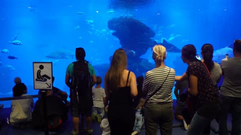 Many visitors in the aquarium of Palma. Large Aquarium with plants and tropical colorful fishes