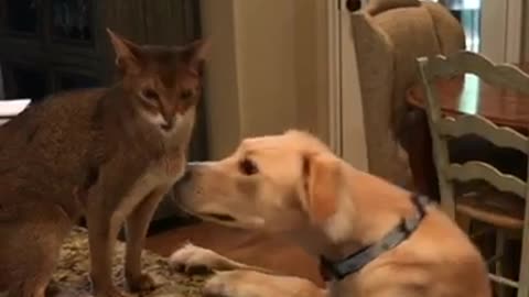 Cat scratching dog while dog sniffs cat