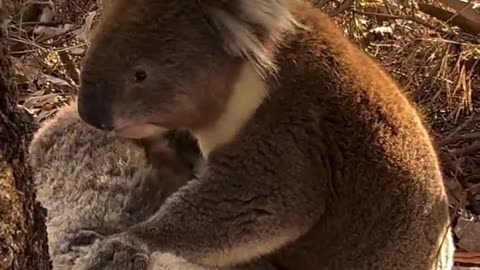 Koala Mourns Death Of Girlfriend