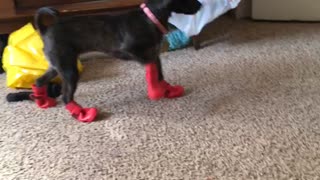 Tiny Dog Cannt Walk In New Boots
