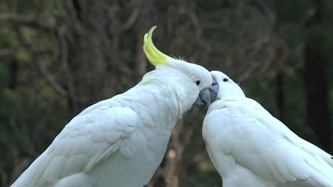 big white birds caressing each other