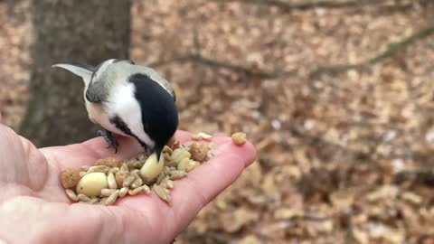 Hand-Feeding Black-Capped Chickadees and Downy Woodpecker in Slow Motion.