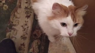 Crazy cat meows