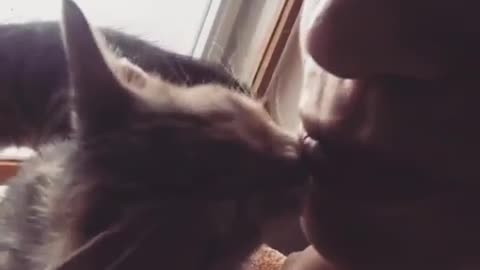 Cat Licking Her Owner's Nose