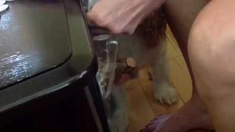 Disappearing Coin Trick for Dog