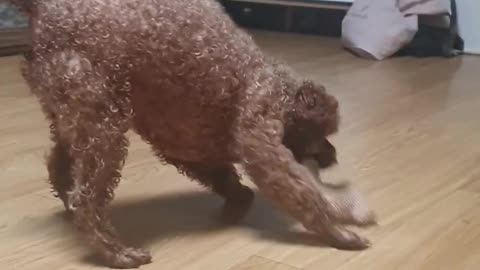 Angry toy poodle