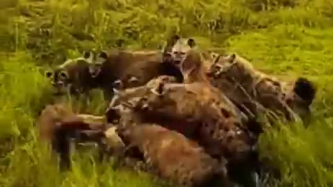 hyenas attacks lion and pays it's price.