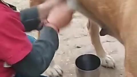 Child was mother dog milking