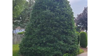Shrub Removal Project Hagerstown MD Landscaping Contractor