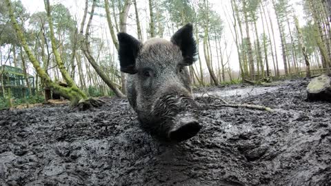 Wild Boar in Mud - So natural!