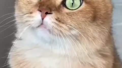 Cat Funny Reaction