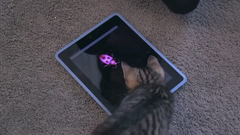 This Is What It Looks Like When Cats Play On An iPad!!!