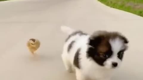 Funny Different Dog Chasing and Scaring