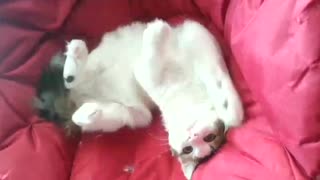 White cat moving sporadically on sheets