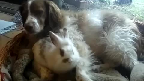 Dog and bunny love, watch till end