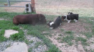 corgi puppies with chocolate lab