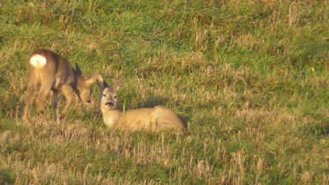 roe deer seed eat grass in the field