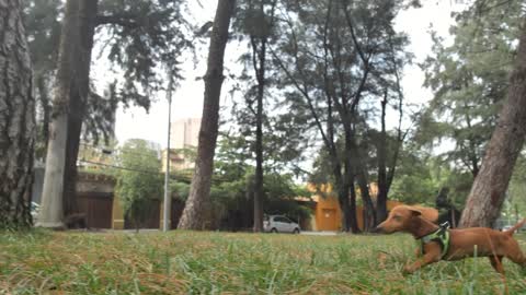 Dachshund dog running through a park to reach its owner