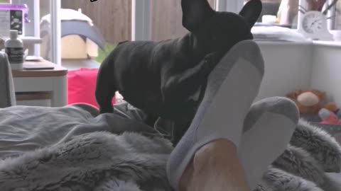 Cute Frenchie Playfully Attacks Dad's Stinky Feet