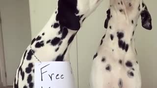 Dalmatian dog licking other damaion dog consistently