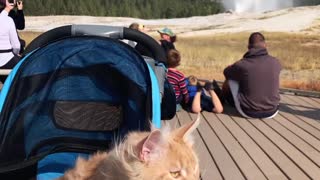 Maine Coon Cat Visits Old Faithful Geyser