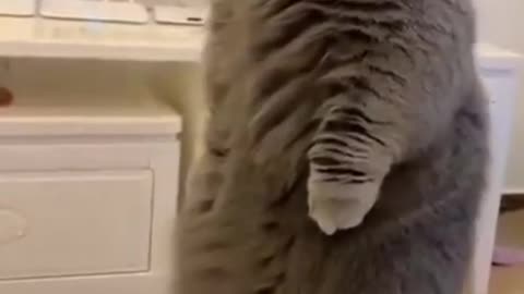 Funny Animal Videos Try Not to Laugh 2022