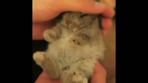 Cutest Bunnies Of The Week - In 30 seconds_ this cute animal compilation will make you laugh