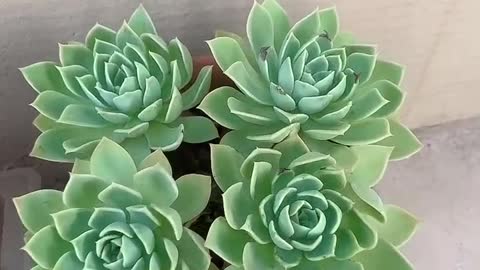 cute succulents