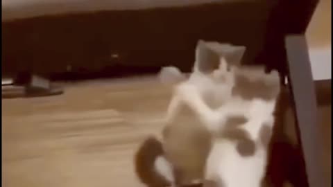 Cute Cat Playing With Mirror