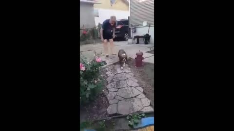 Swimming dog gets super excited seeing dad after two weeks apart