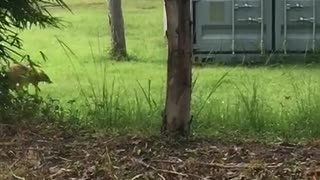 Wallaby With An Extra Scaly Tail