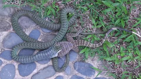 Golden Tree Snake Eating Monitor Lizard After Falling out of Tree Next to Me at Dinacon