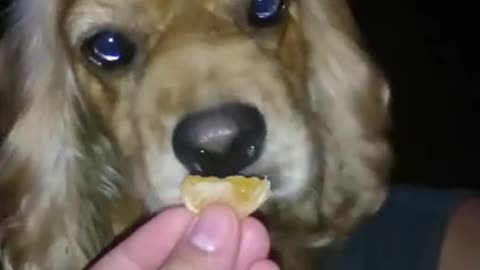 The Clementine_dog loves eating clementine