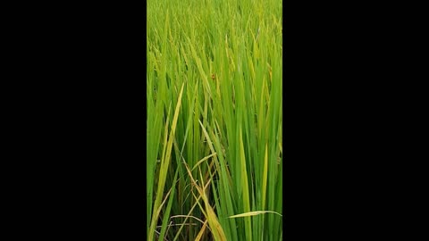 Hornet flying in paddy field