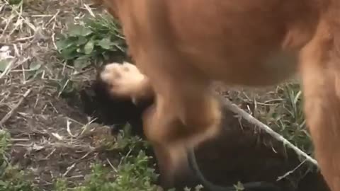 Brown dog digs hole in yard