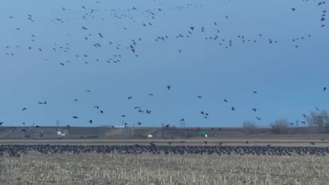 So Many Geese in One Cornfield