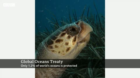 Efforts to pass global ocean protection treaty fail