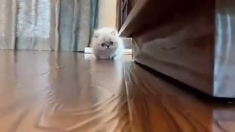 cute little milk cat